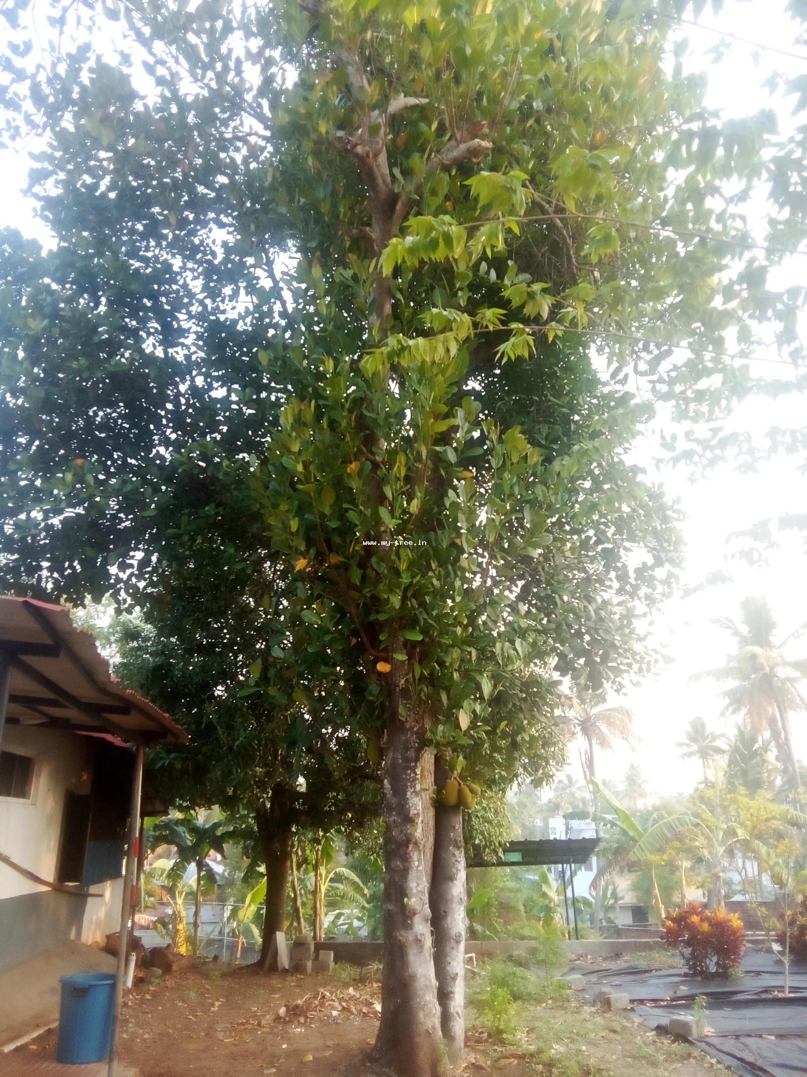 പ്ലാവ്
