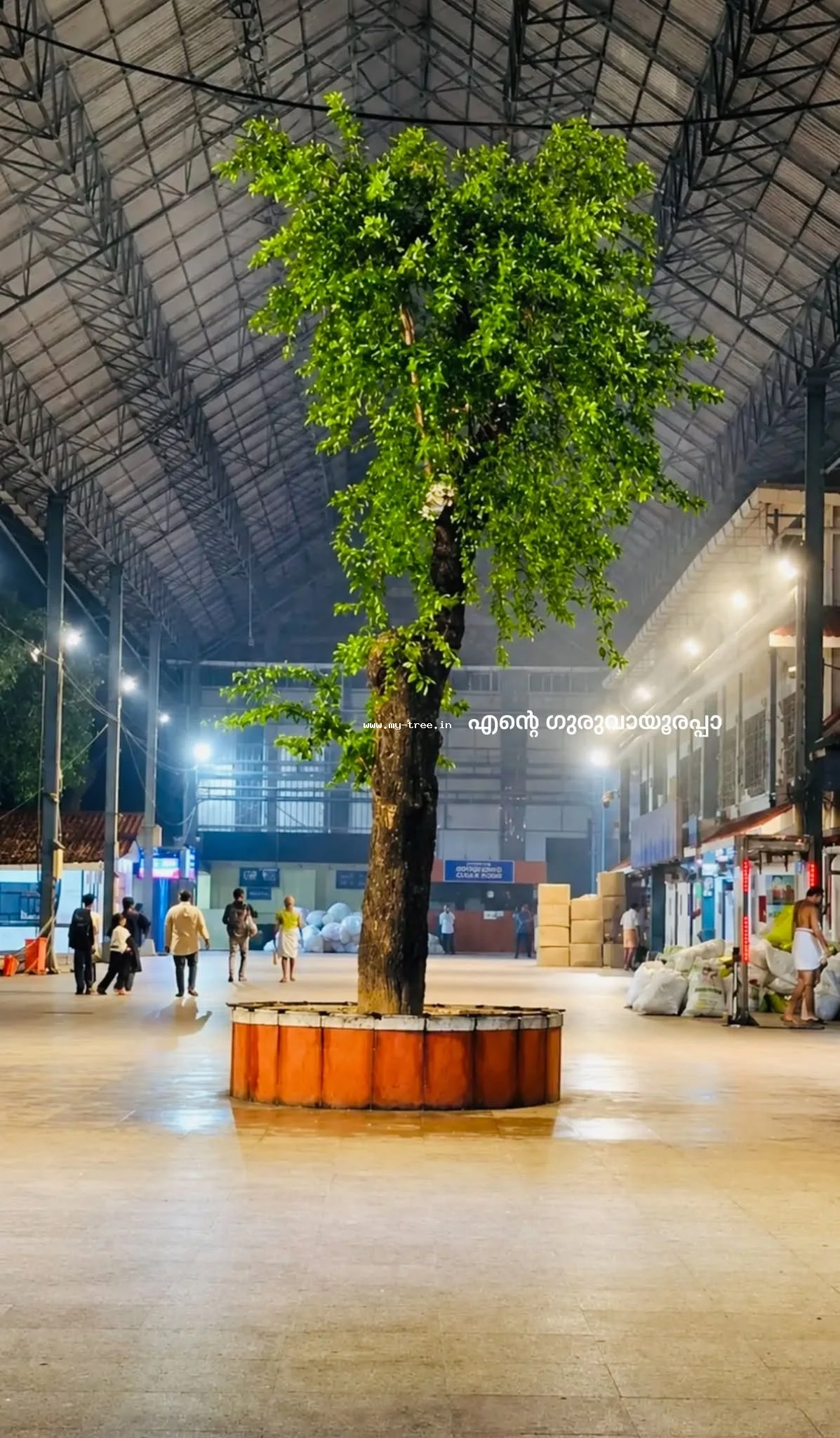 Sacred Fig