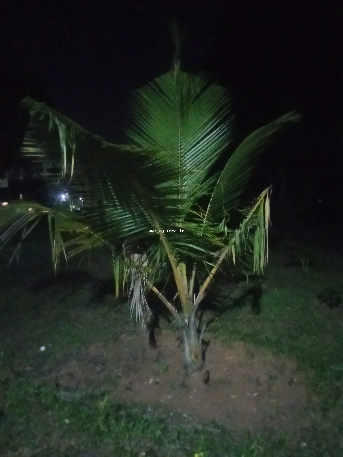 Coconut Palm