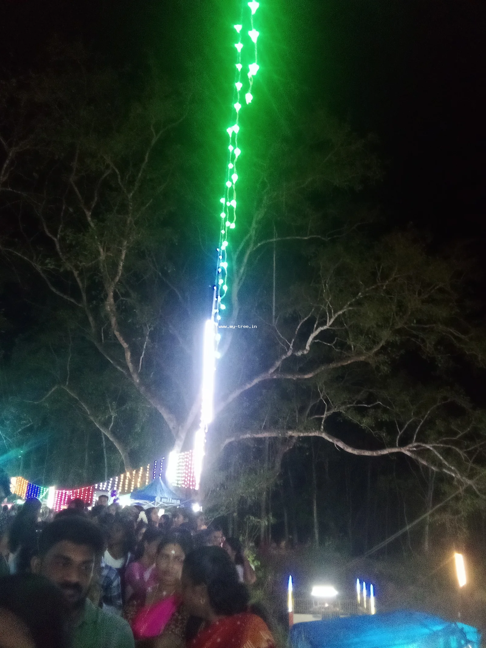 Peepal Tree